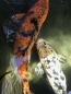 Preview: Koi A MIX (Cyprinus carpio)