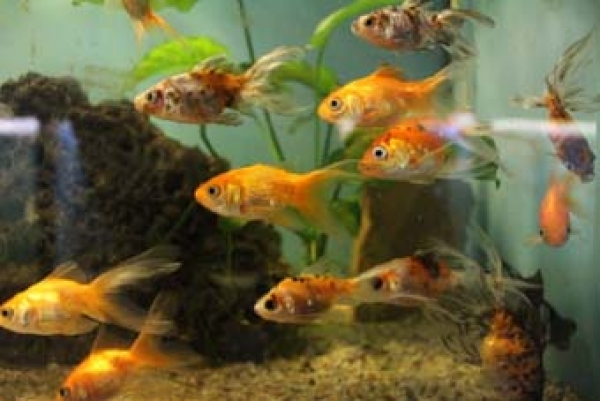 Goldfisch Schleier (Carassius auratus auratus)