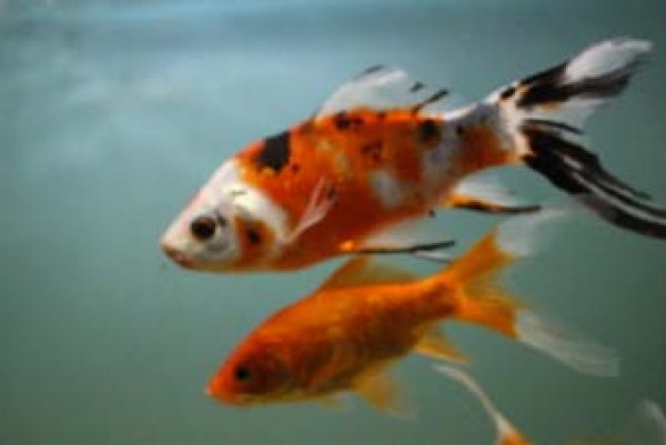Shubunkin blau (Carassius auratus)