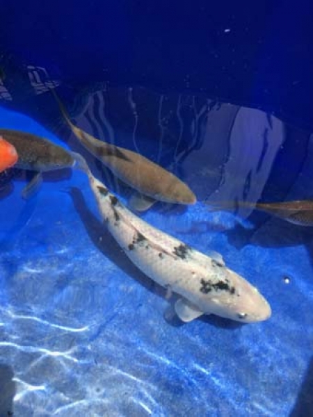 Koi A MIX (Cyprinus carpio)