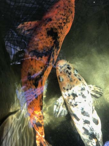 Koi A MIX (Cyprinus carpio)