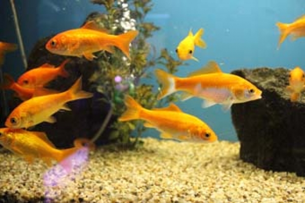 Goldfisch gelb (Carassius auratus auratus)