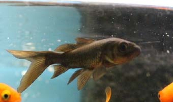 Goldfisch schwarz (Carassius auratus auratus)