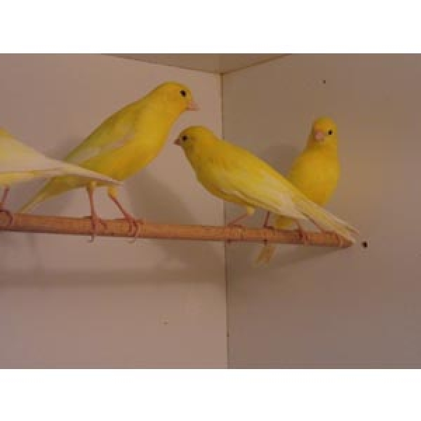 Kanarienvogel gelb