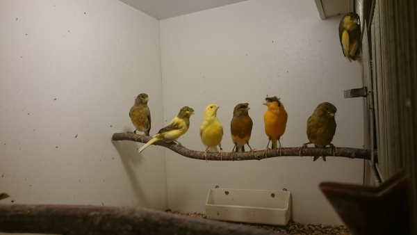Kanarienvogel
